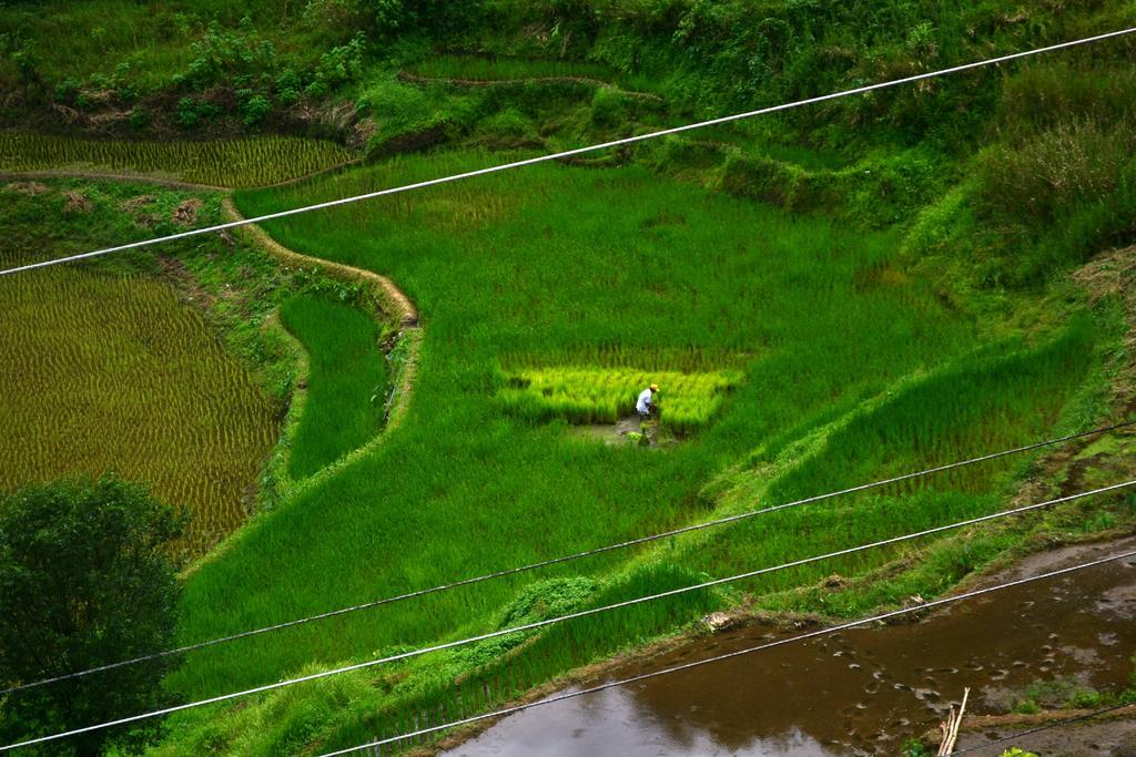 Banaue Greenfields Inn Dış mekan fotoğraf